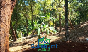 Dari Alam ke Pasar Potensi Kebun Kecamatan Cikakak Sukabumi Tingkatkan Kesejahteraan